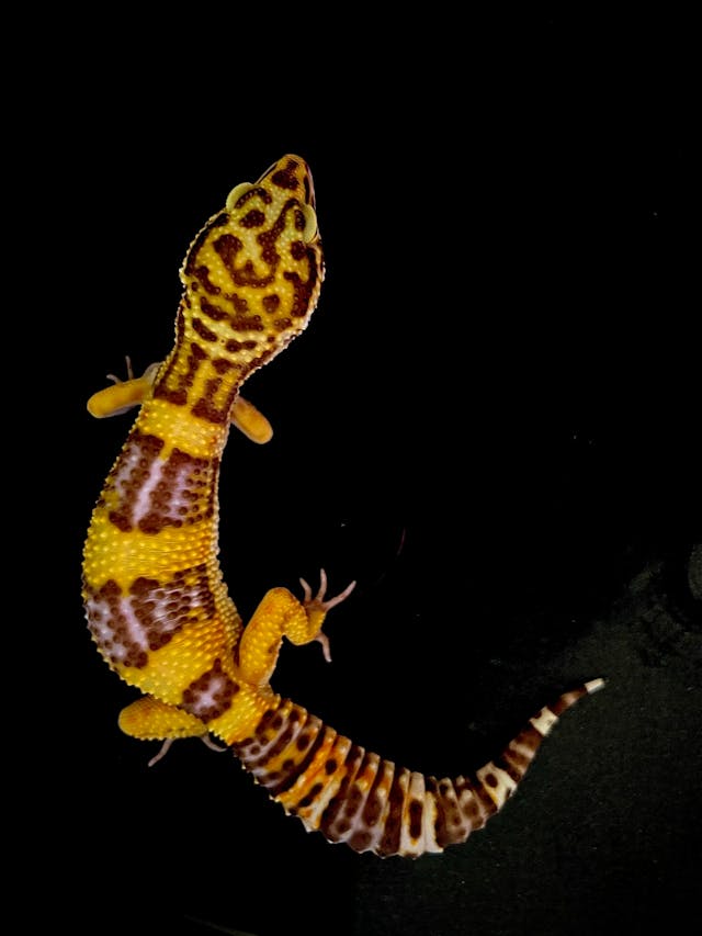 Leopard Gecko Dream Meaning