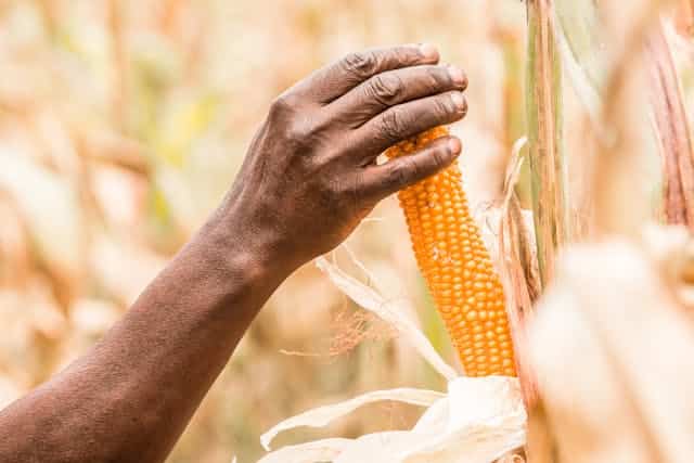 Maize Farm Dream Meaning