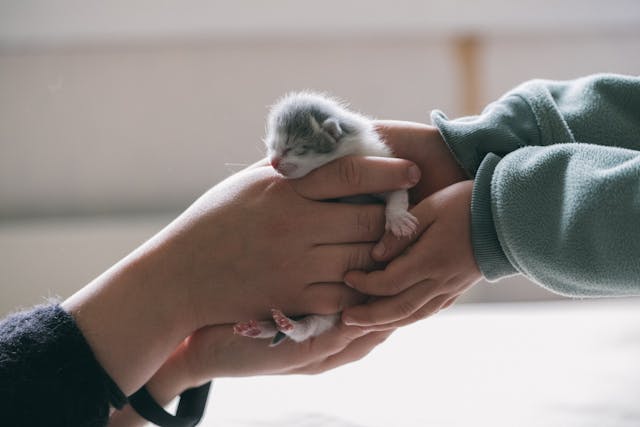 Newborn Kitten Dream Meaning