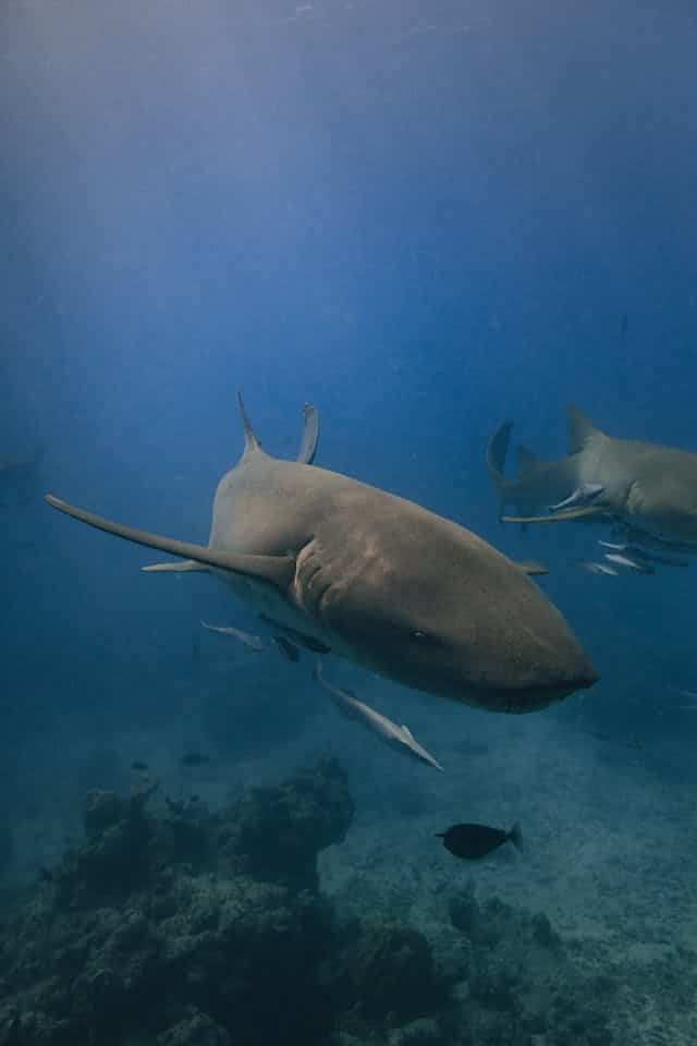 Nurse Shark Dream Meaning