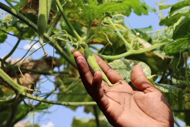 Okra Field Dream Meaning