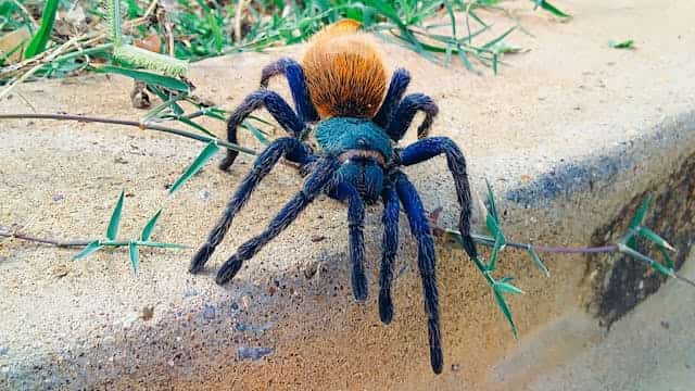 Orange Tarantula Dream Meaning