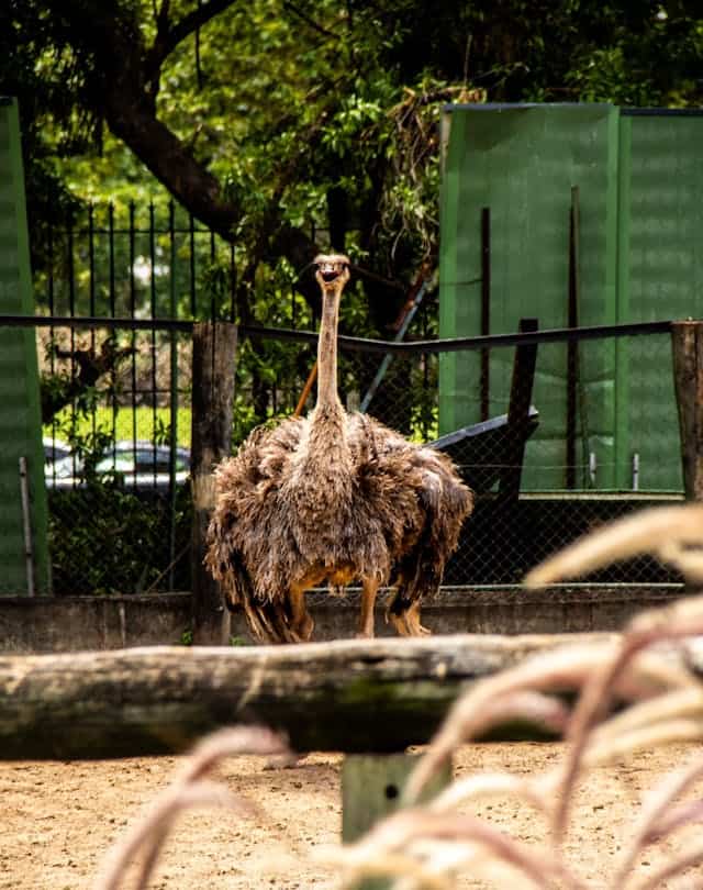 Ostrich Attack Dream Meaning