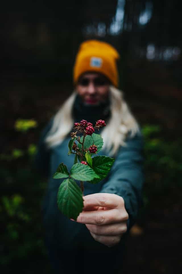 Raspberry Tree Dream Meaning