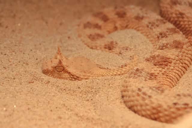 Rattlesnake Dream Meaning