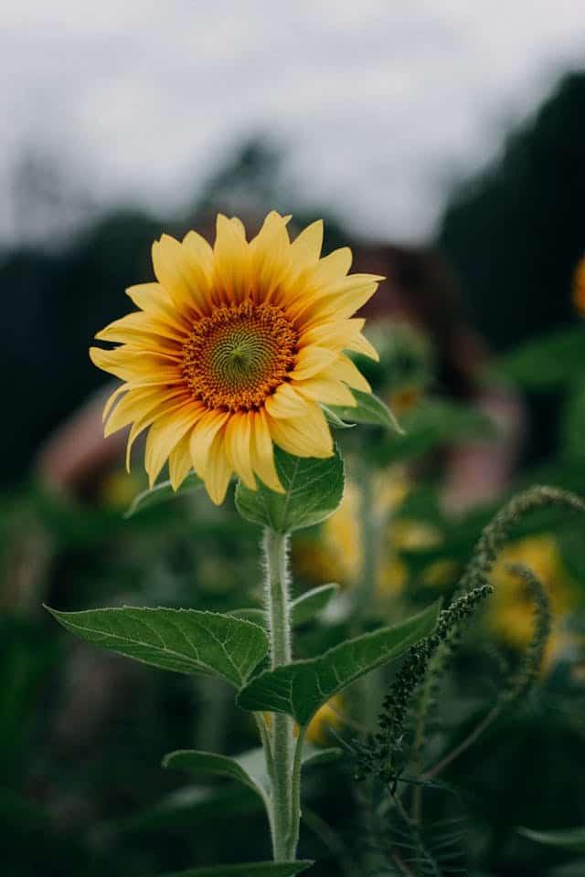 Receiving Sunflower Dream Meaning