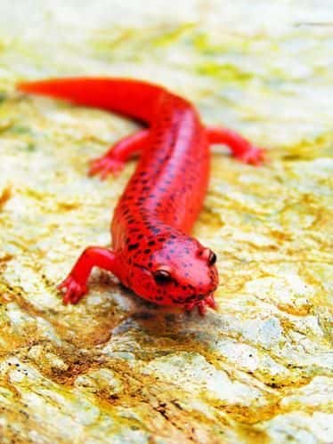 Red Salamender Dream Meaning