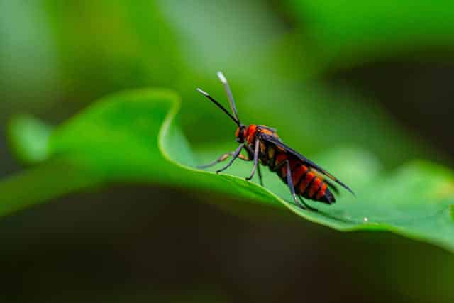 Red Wasp Dream Meaning