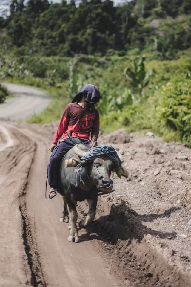 Riding a Buffalo Dream Meaning