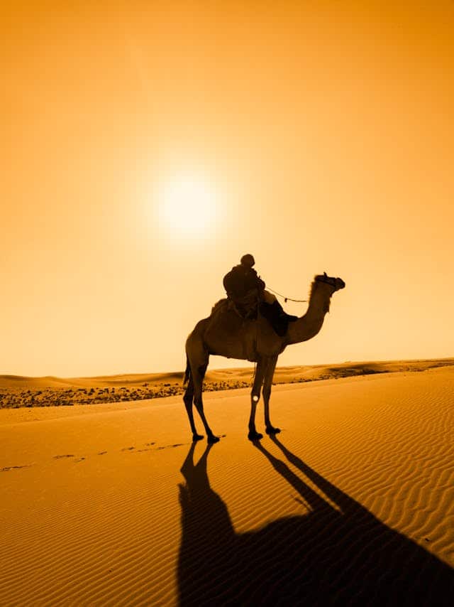 Riding a Camel Dream Meaning