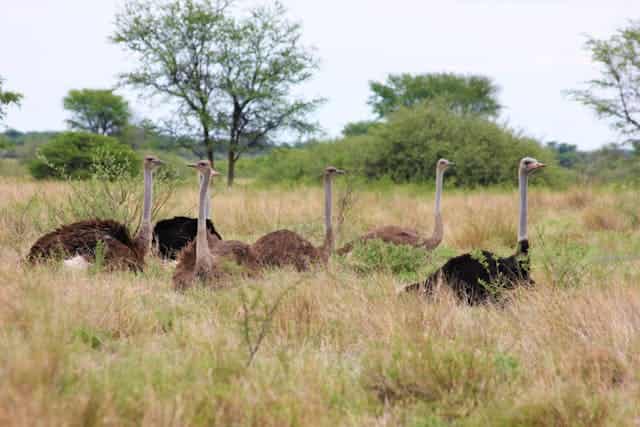 Riding an Ostrich Dream Meaning