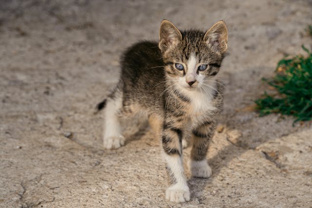 Saving a Kitten Dream Meaning