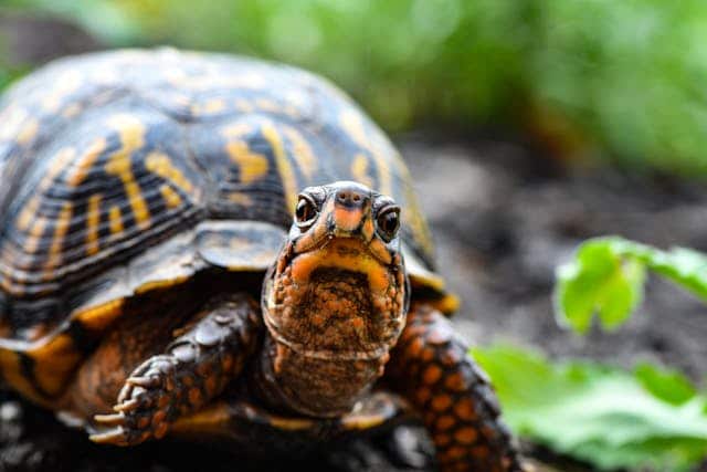 Schildkröte Traumdeutung