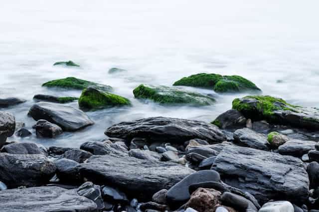 Sea Moss Dream Meaning