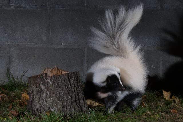 Skunk Attack Dream Meaning