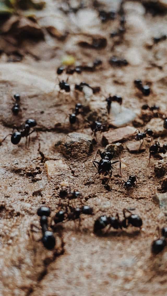 Swarm Ants Dream Meaning