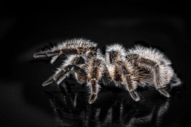 Tarantula Dream Meaning