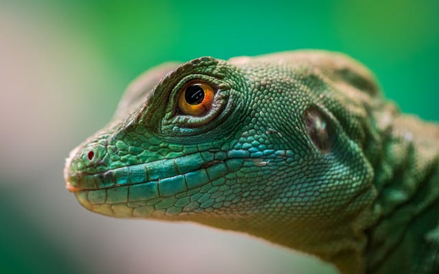 Tokay Gecko Dream Meaning