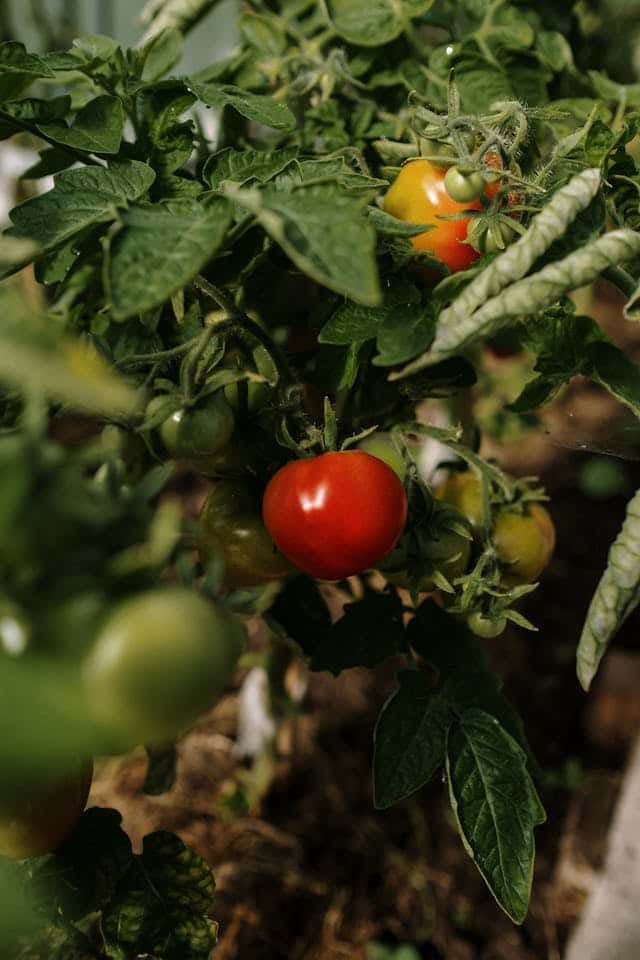 Tomato Field Dream Meaning