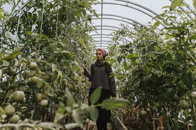 Tomato Garden Dream Meaning