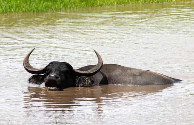 Water Buffalo Dream Meaning