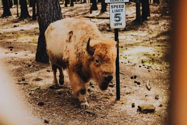 White Buffalo Dream Meaning