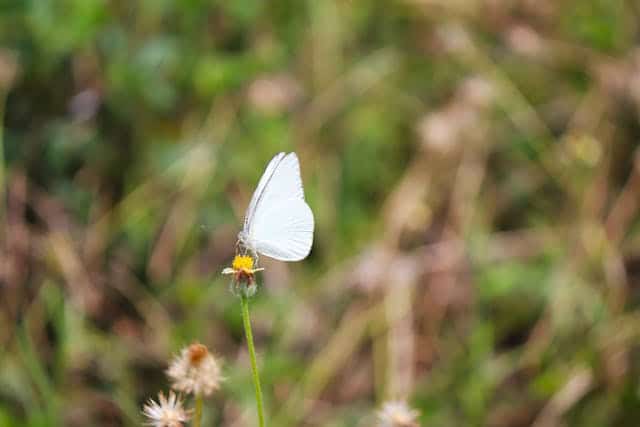 White Butterfly Dream Meaning