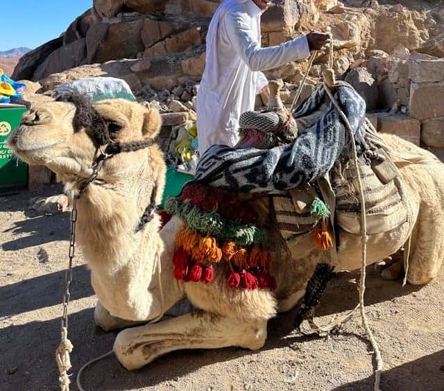 White Camel Dream Meaning