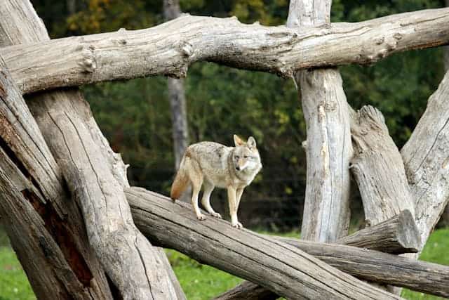 White Coyote Dream Meaning