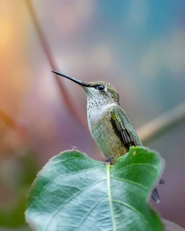 White Hummingbird Dream Meaning