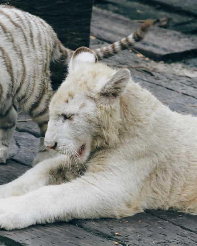 White Lion Dream Meaning