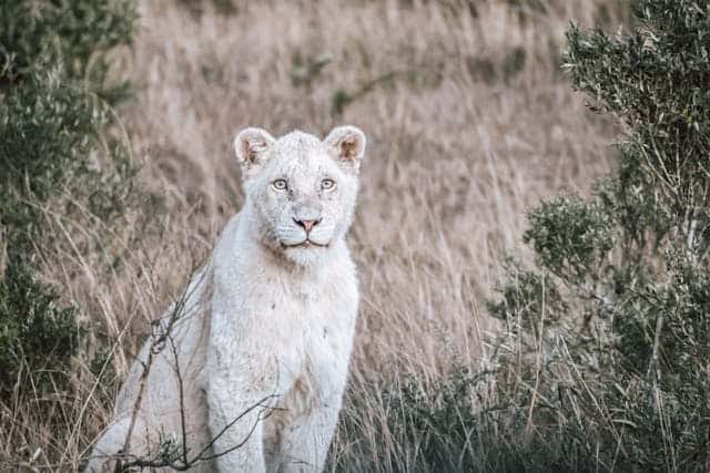 White Lioness Dream Meaning