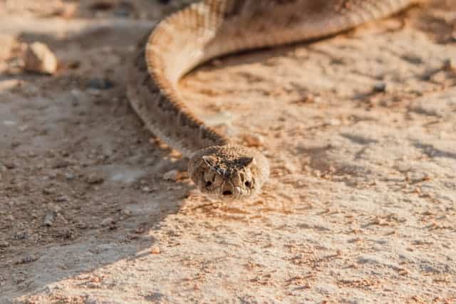 White Rattlesnake Dream Meaning