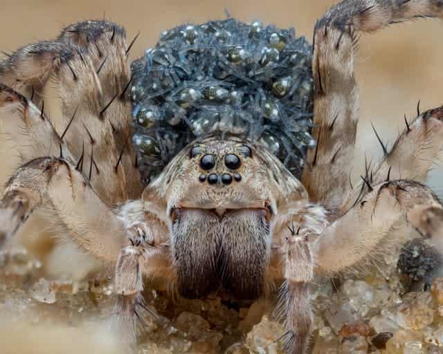 White Tarantula Dream Meaning