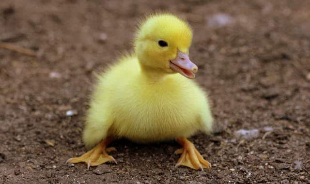 Yellow Duckling Dream Meaning