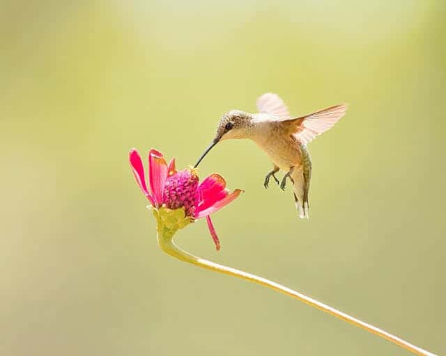 Yellow Hummingbird Dream Meaning