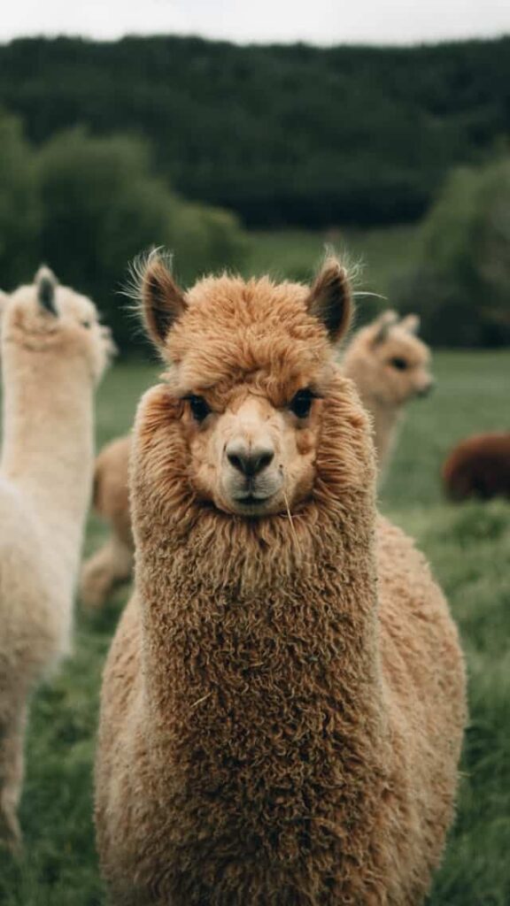 llama Dream Meaning