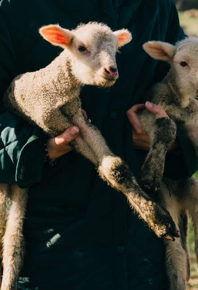 Baby Lamb Dream Meaning