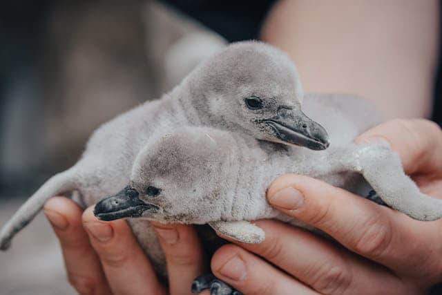 Baby Penguin Dream Meaning