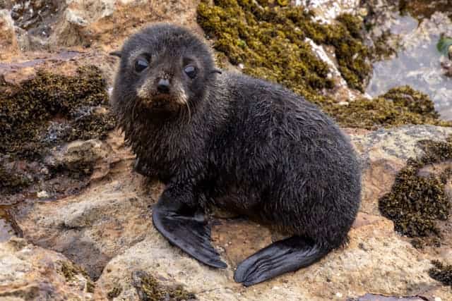 Baby Seal Dream Meaning