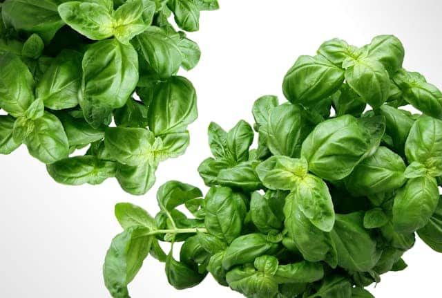 Basil Plant Dream Meaning