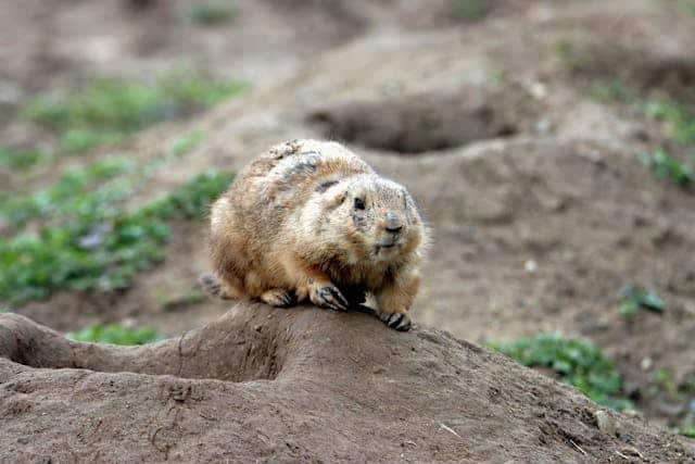 Beaver Dream Meaning