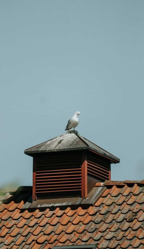 Bird in House Dream Meaning