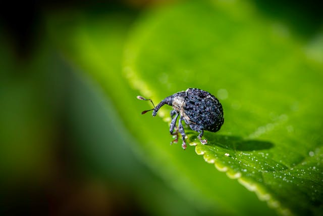 Bitten by Insect Dream Meaning