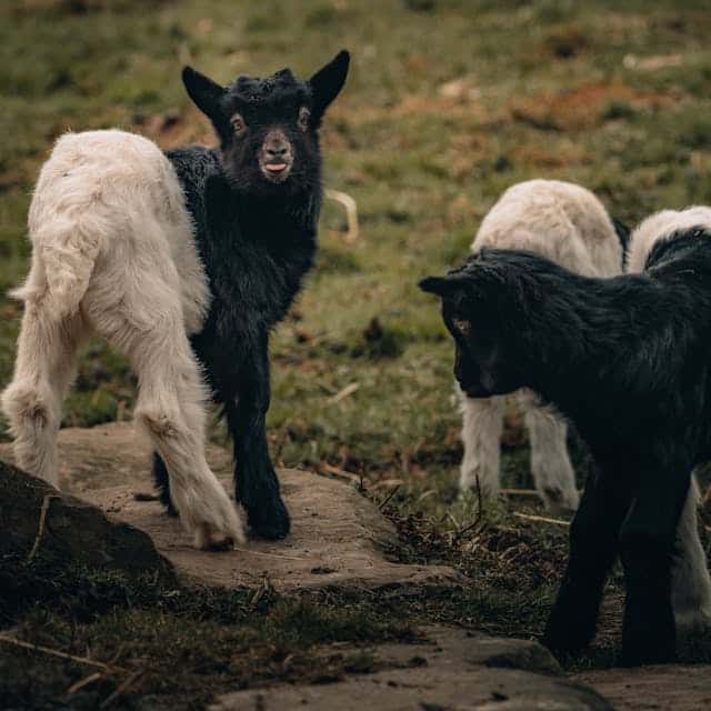 Black And White Lamb Dream Meaning