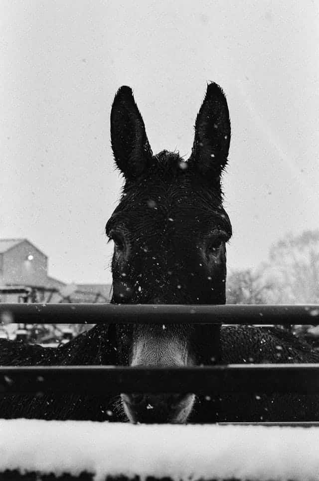 Black Donkey Dream Meaning