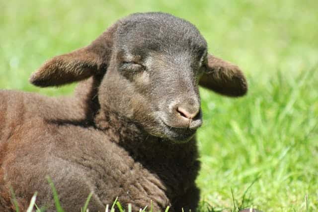 Black Lamb Dream Meaning