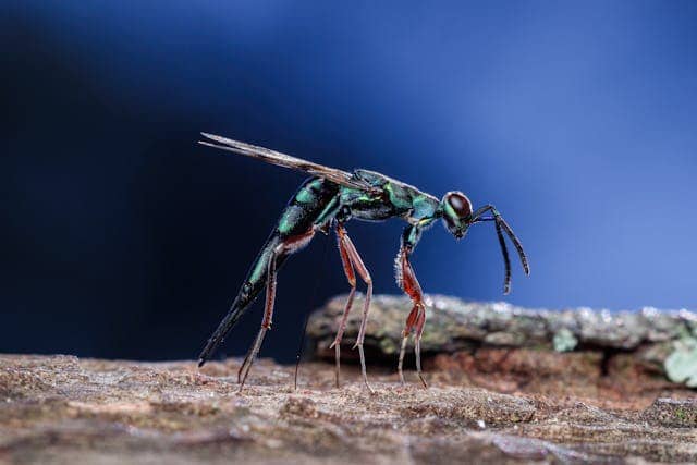 Blue Dragonfly Dream Meaning