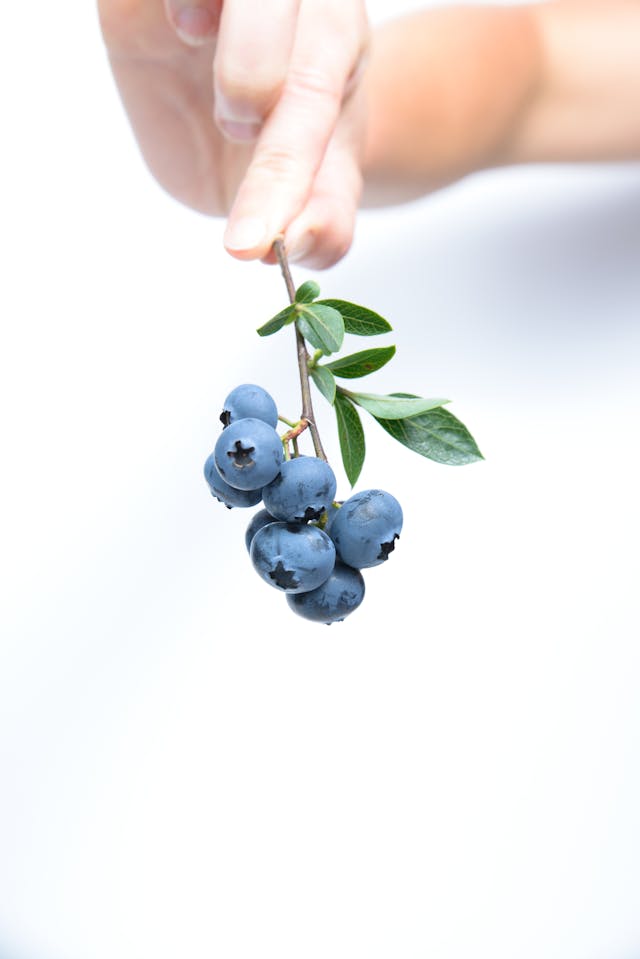 Blueberry Dream Meaning