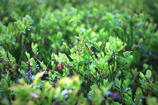 Blueberry Tree Dream Meaning